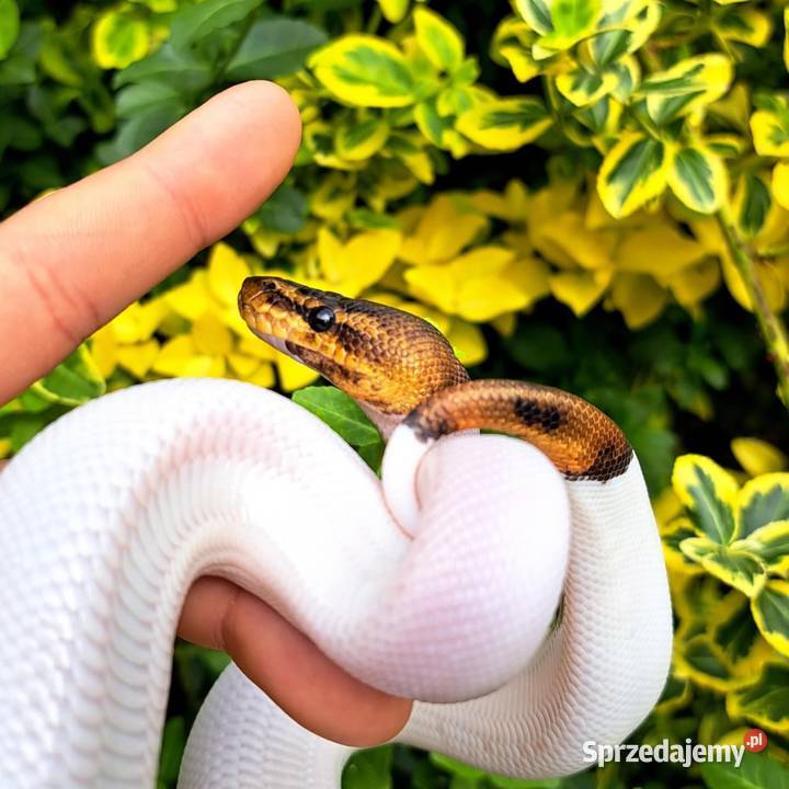 Samiczka Mahogany Black Pastel Pied 2025 Bydgoszcz