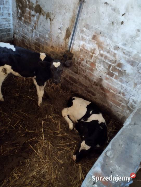 Sprzedam cielaki Parczew sprzedam