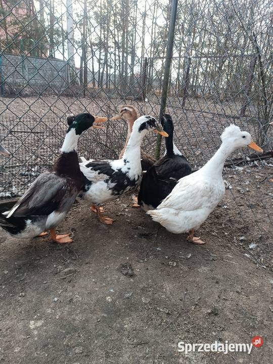 Jaja lęgowe kaczek staropolskich łódzkie Ujazd