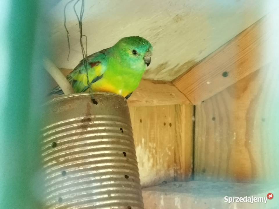 Sprzedam papugi świergoty Śmiłowice