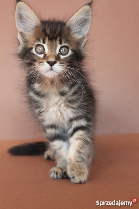 JAZZ PIĘKNY KOCUREK MAINE COON CHAMPIONACH