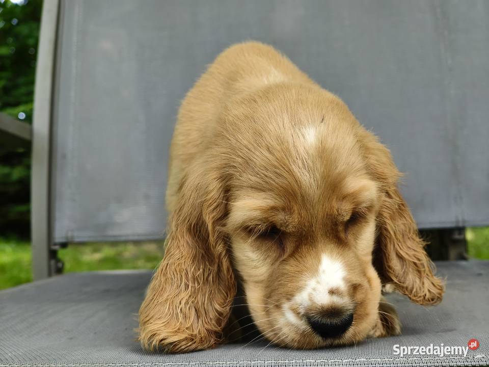 Cocker Spaniel Angielski pełny rodowód FILM Wieliczka