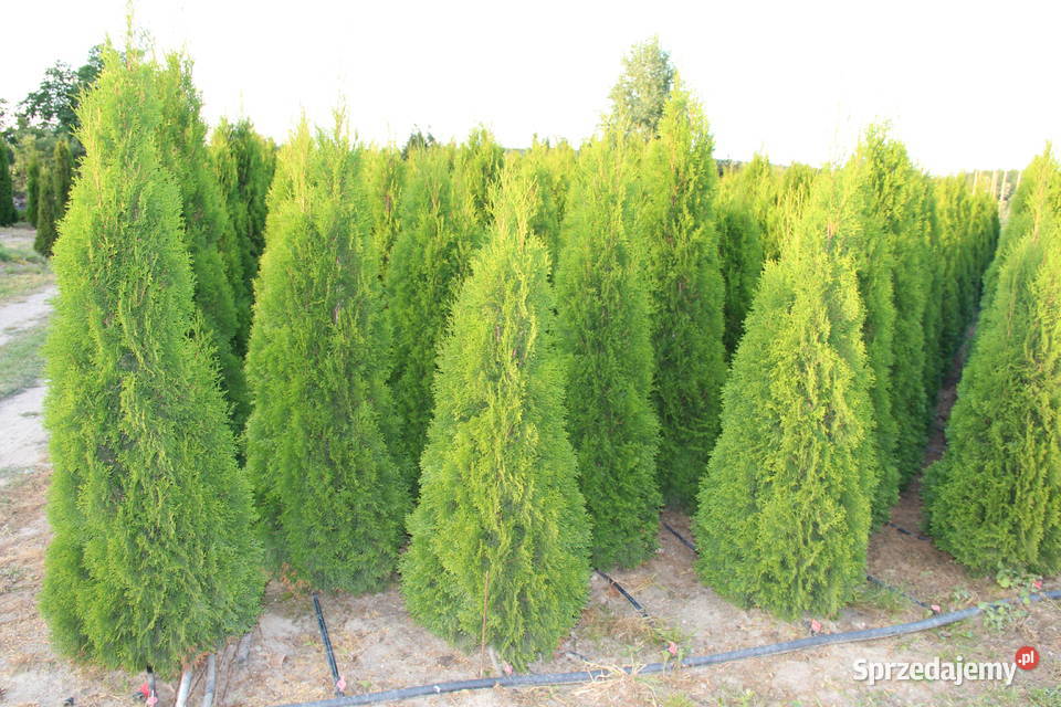 Tuja SzmaragdThuja Smaragd 180200 SUPER JAKOŚĆ Warszawa