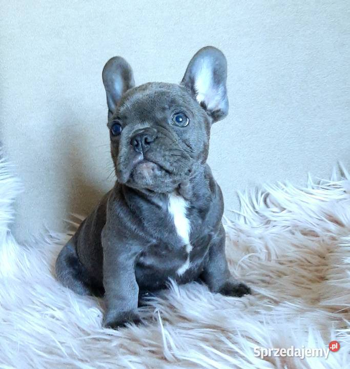 Buldog francuski piesek blue Buldog Pabianice