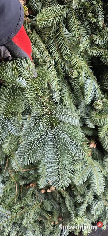 Gałęzie bunty nobilisa kaukaza nordman choinka świętokrzyskie Kielce sprzedam