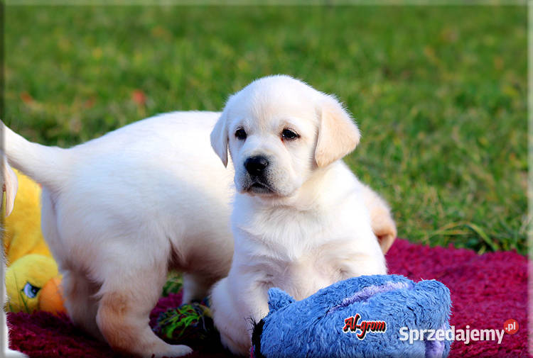 Labrador żółtebiszkoptowe szczenięta ZKWP FCI Chynów