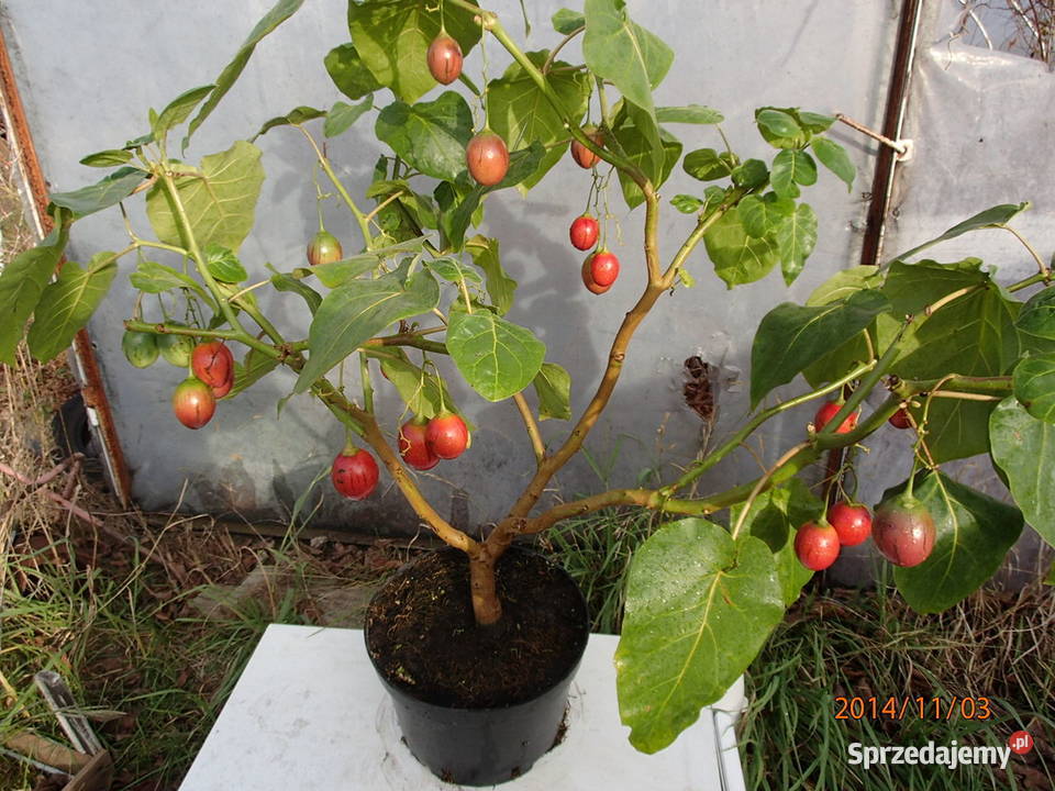 Pomidor drzewiasty wieloletni Tamarillo w Rośliny łódzkie Szczawin