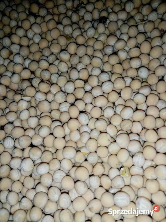 Groch polny Pozostałe Tarnawatka