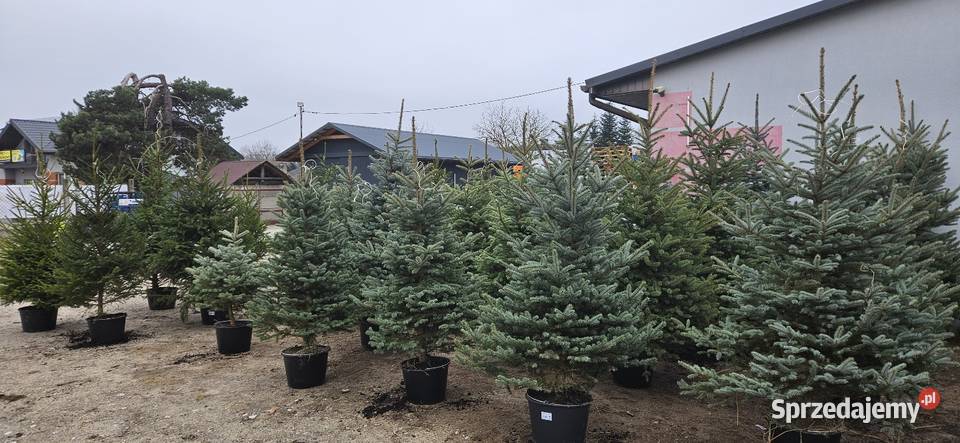 Choinki z korzeniami w donicach Brzóza sprzedam