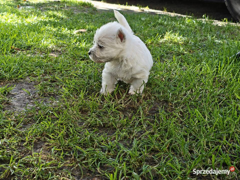 Szczenięta West Highland White Terrier terrier Gościszewo