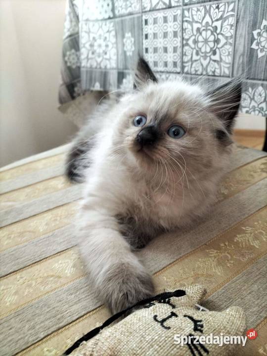 Cudowne koty syberyjskie i Neva Masquarade