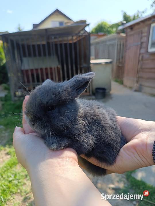 Króliczki Mini Lop Jaśliska