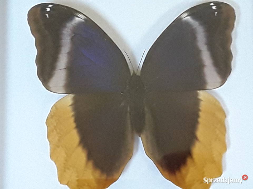 Motyl w ramce gablotce 20x20 Caligo uranus