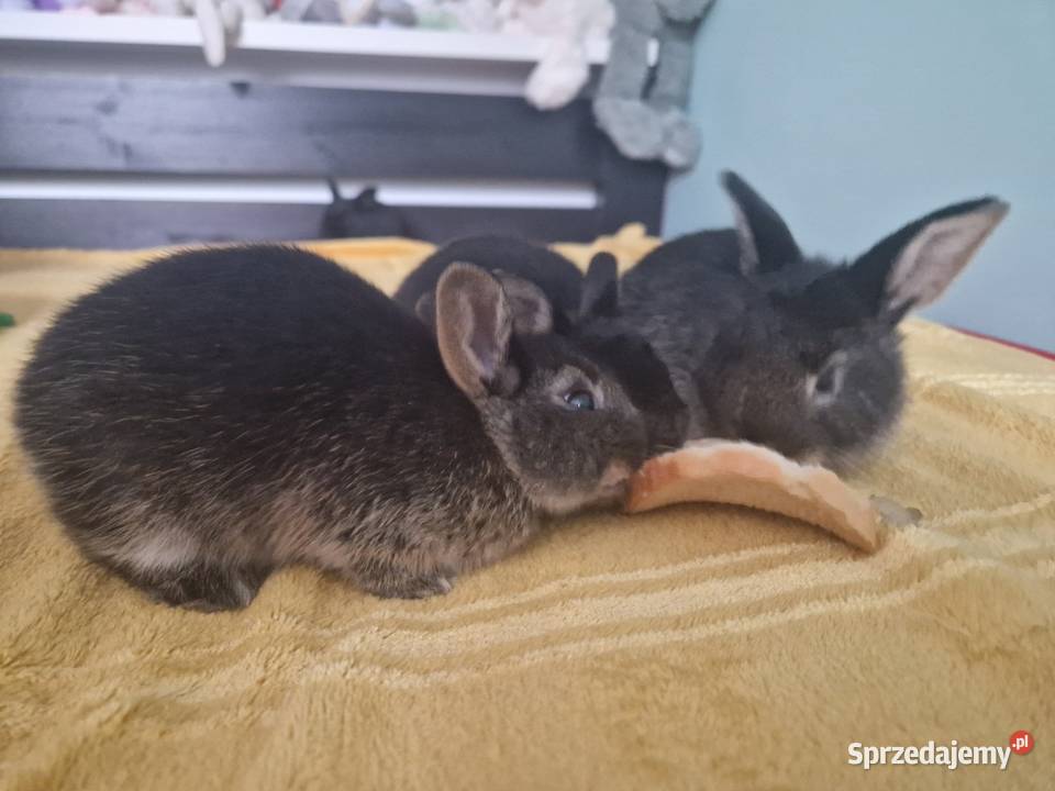 Kroliczek miniaturka Kraków