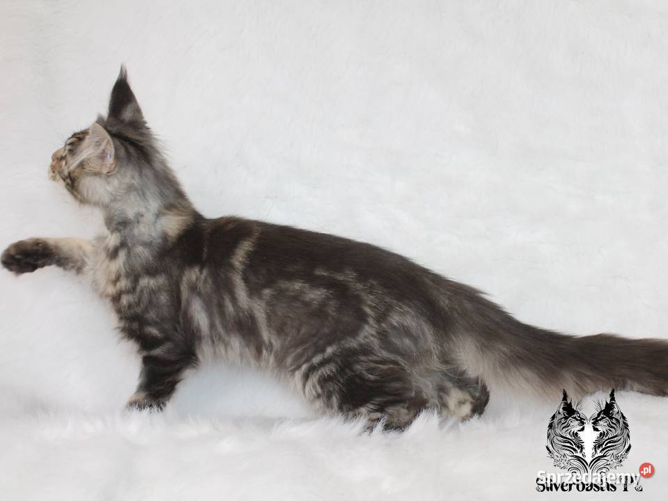 Kocurek Maine Coon kociego behawiorysty Maine Coon Zwierzęta Nowa Ruda