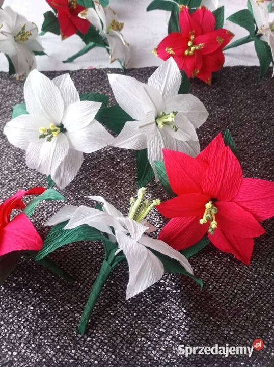 Małe gwiazdy betlejemskie Boże Narodzenie