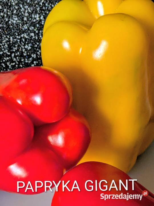 Papryka GIGANT czerwona żółta nasiona kolekcja małopolskie Kraków