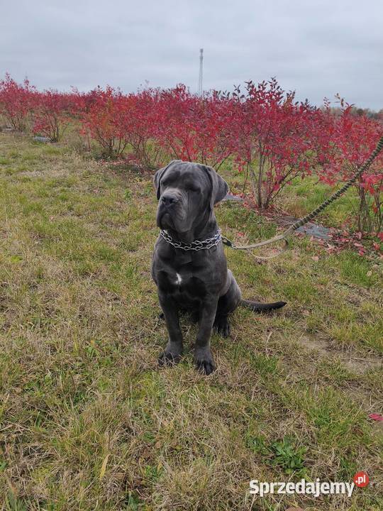 Cane corso 9 miesiecy Cane Corso świętokrzyskie Starachowice