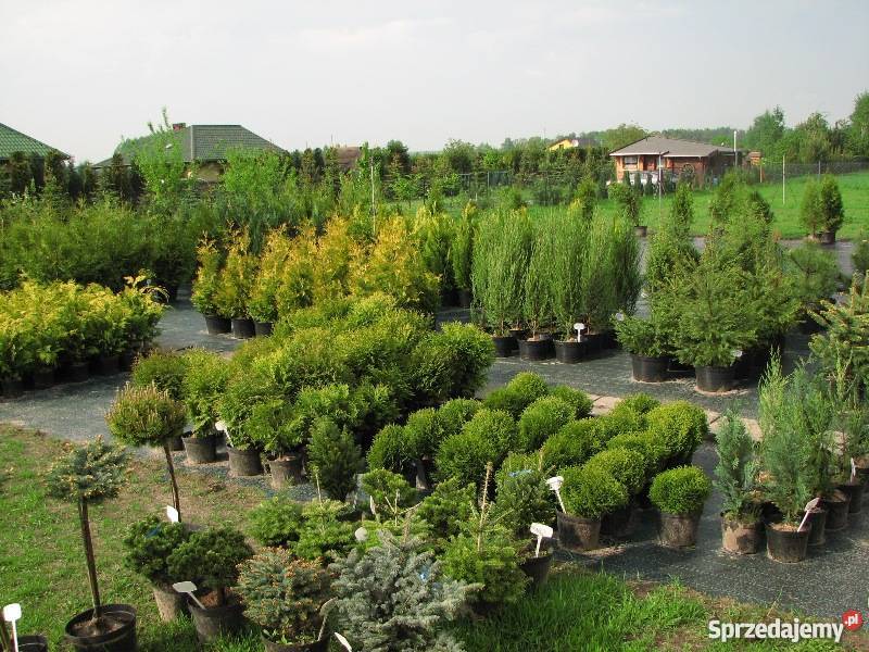 Thuja Yellow Ribbon 140 160 PRODUCENT Rydzyny