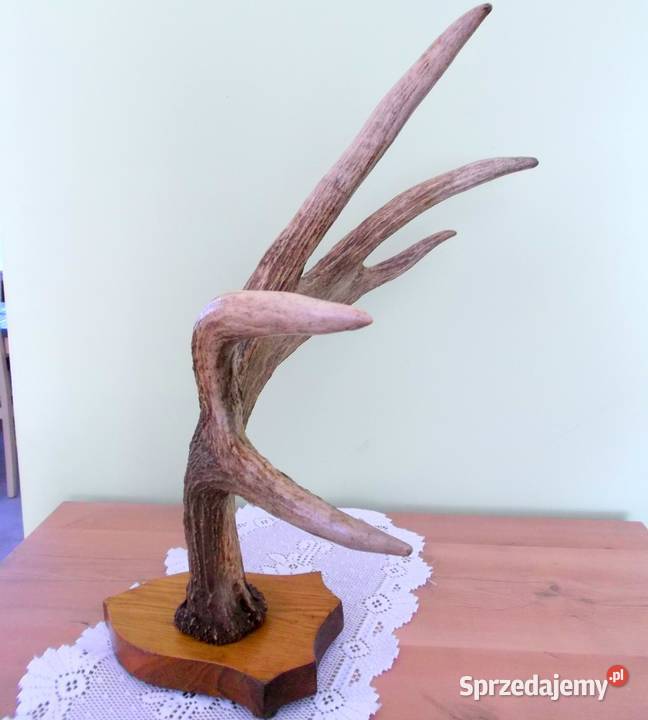 ŁOŚ Zrzut Poroże Rosocha Róg Rogi Trofeum Łopata