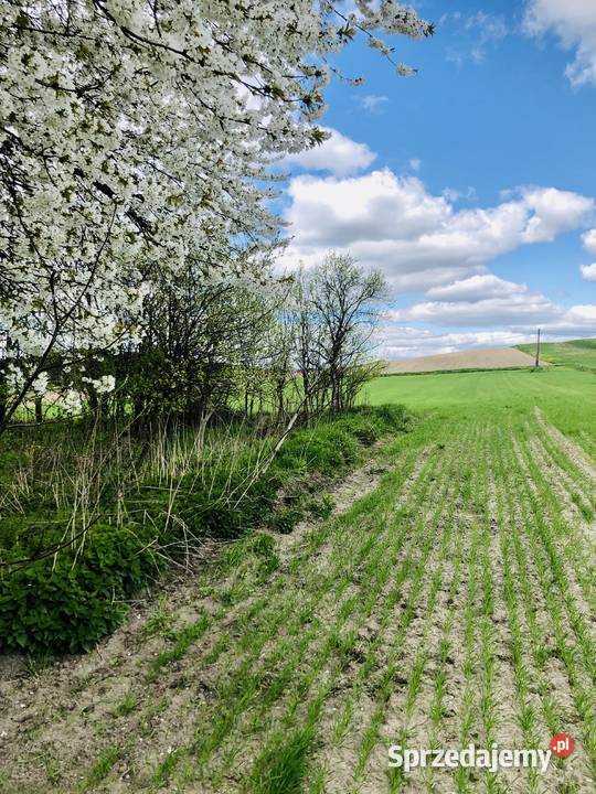 Agroturystykastadnina koni 561 ha z lasem 561000m2