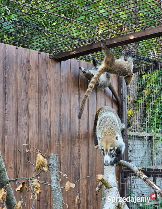 Ostronos białonosy Siedlce
