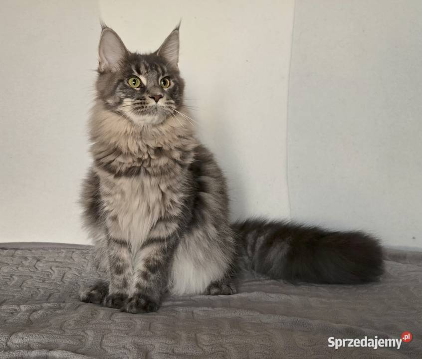Koteczka Maine Coon Liri małopolskie Kraków sprzedam