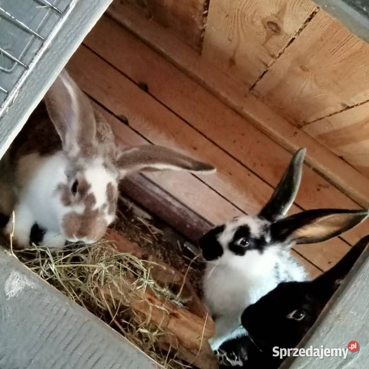 Sprzedam króliki w różnym wieku Gryzonie Trzepnica