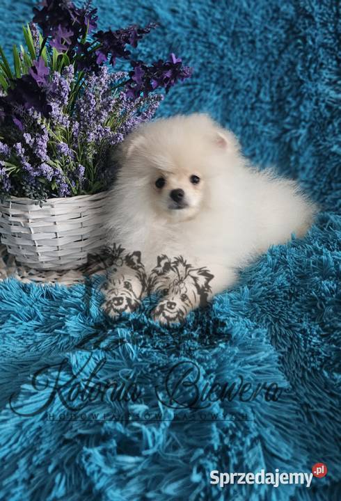 Szpic MiniaturowyPolski piesek Cream PASZPORT łódzkie