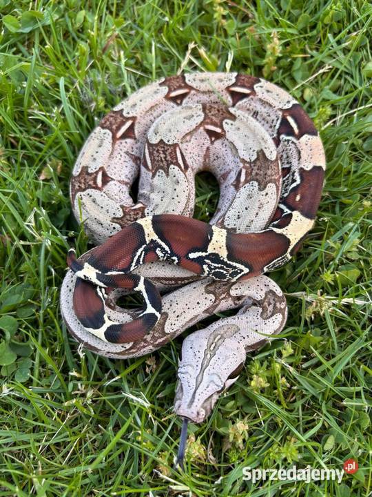 Boa constrictor Gujana