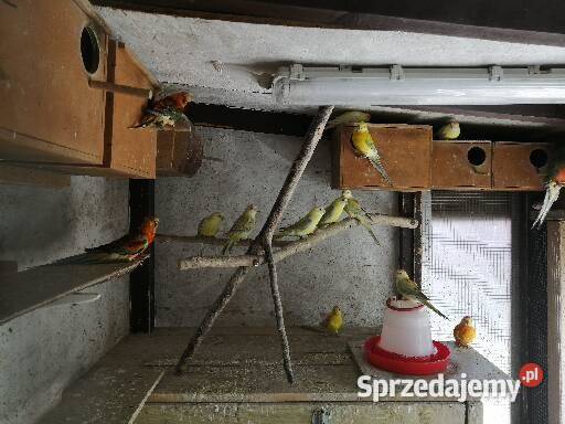Sprzedam świergotki seledynowe Wieluń