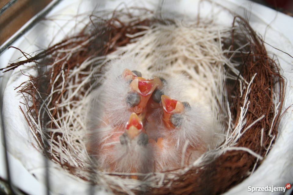 Kanarki Wodnotokowe Sanok sprzedam