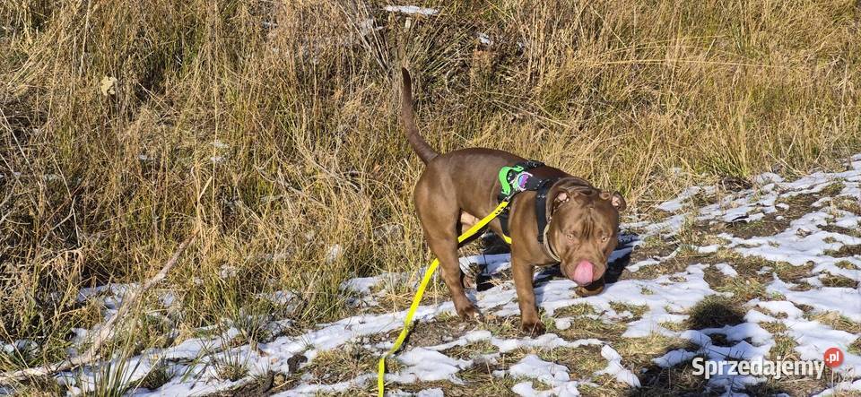 Krycie reproduktor rasy American Bully Standard Mielec usługa dla zwierząt