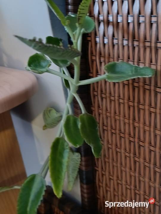 żyworódka kolejna 90 Poznań