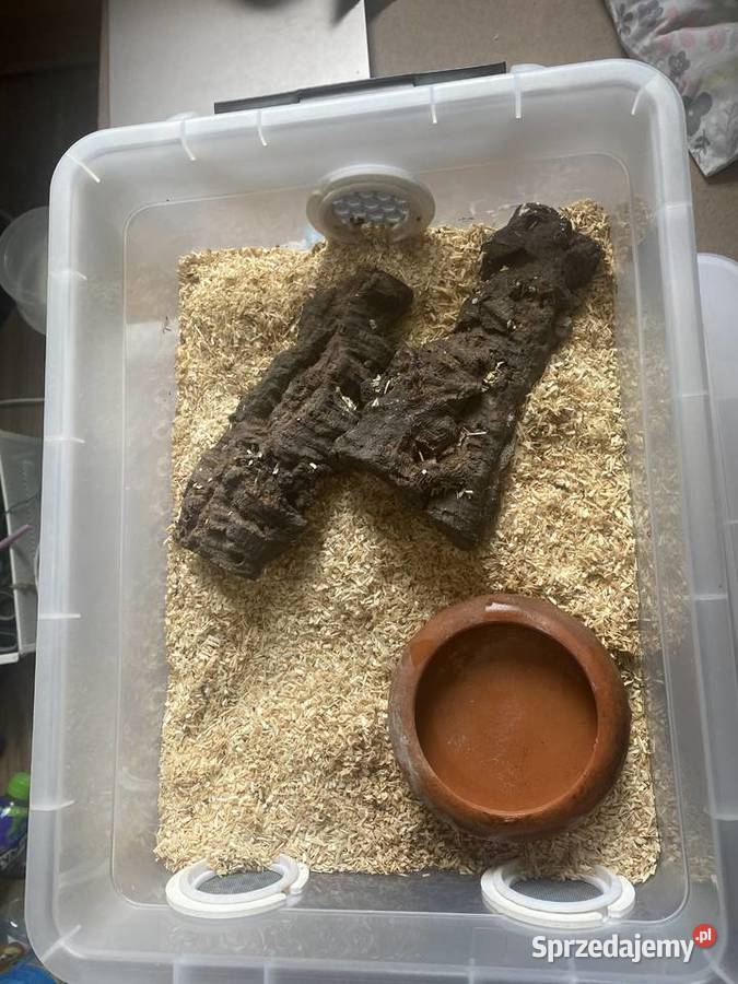 Wąż zbożowy Anery het Amel Samicabox hodowlany Warszawa