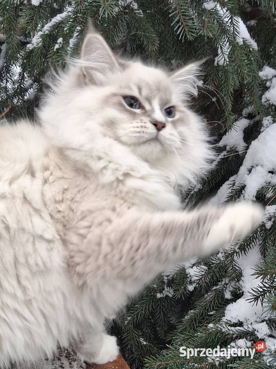 Sprzedam kocurka Żyrardów