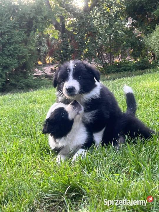 Border Colliepiękne szczenięta Nieledew