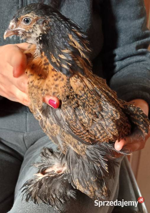 Na sprzedaż młodzież Brahma Olbrzymia Ptaki Ptaki