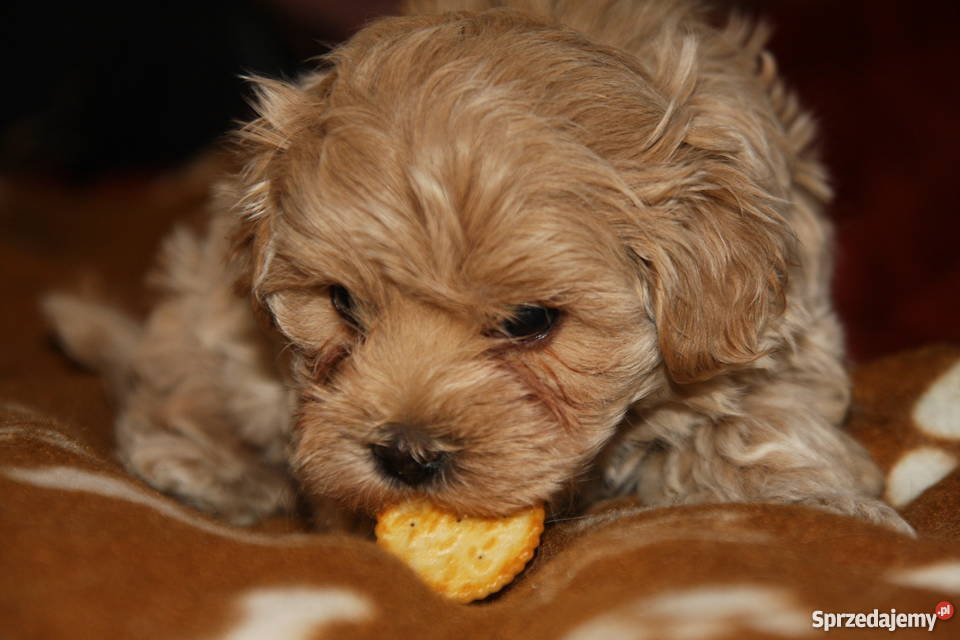 Maltipoo maltanczyk pudel toy piesek Lublin