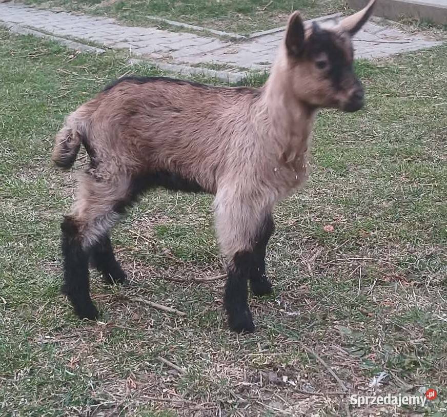 Sprzedam koziołki sprzedam