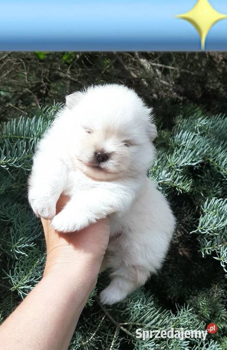 Szpic miniaturowy pomeranian miś Pabianice sprzedam