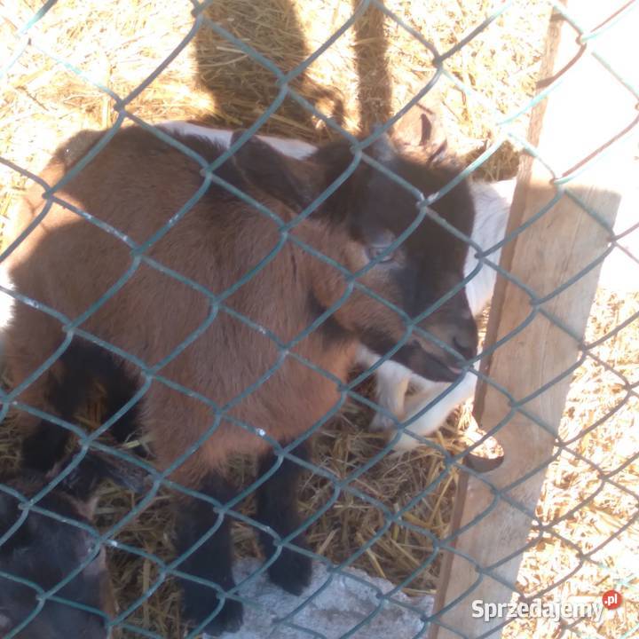 koziołek dwu miesięczny rasowy alpejski Biszcza