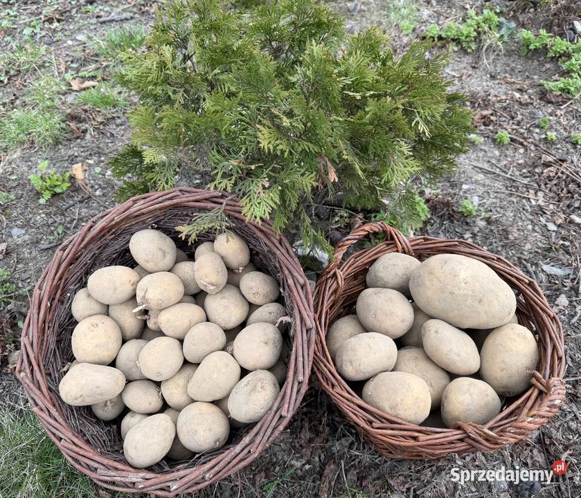 Ziemniaki tajfun do jedzenia i sadzenia Wadowice