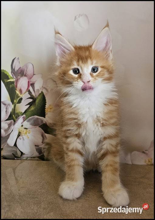 Kocurek Maine Coon Necati