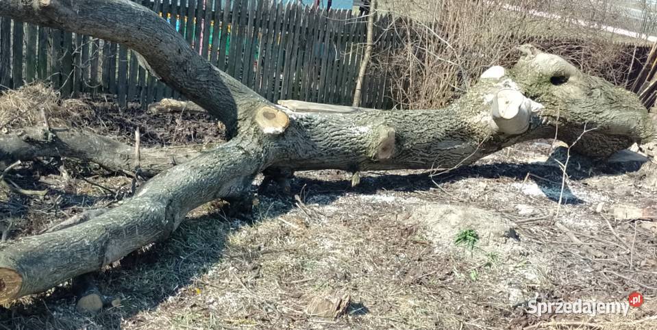 Kłoda orzech włoski Batorz sprzedam