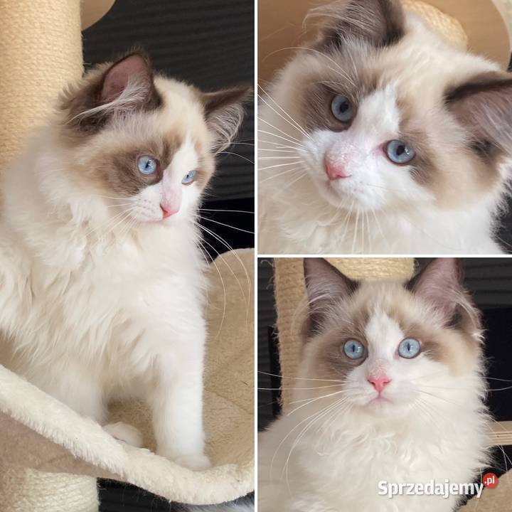 Piękny kocurek Ragdoll gotowy do odbioru z Szprotawa