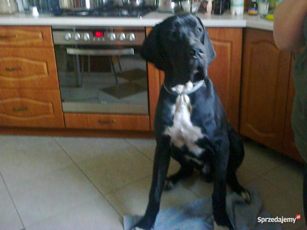 Szczenięta doga niemieckiego mazowieckie Pułtusk