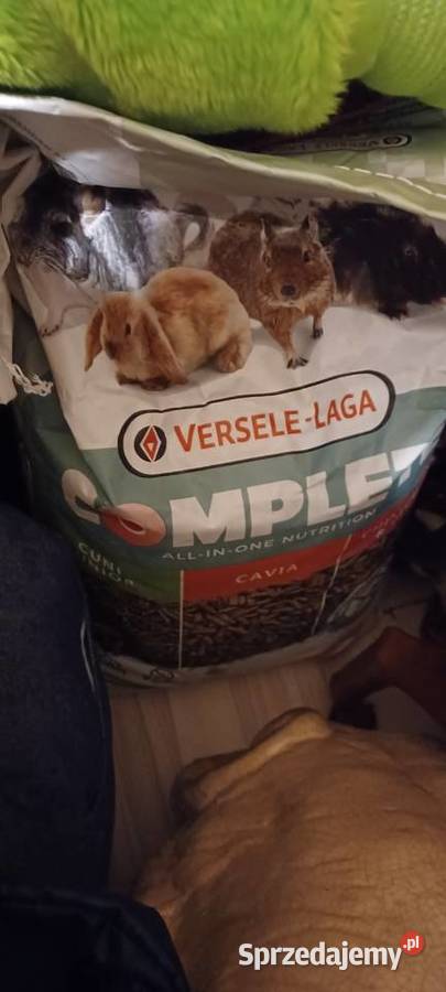 W POZNANIU DO 21 G SPRZEDAMY DWA TEDDY 55 MIES Gryzonie sprzedam