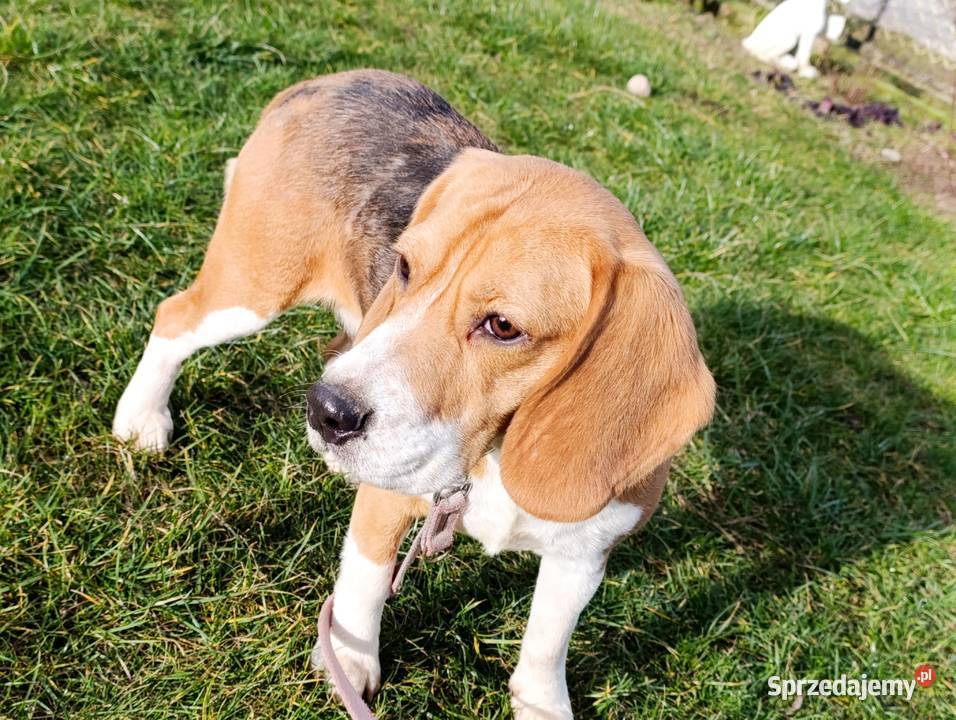 Beagle tricolor suczka Beagle Sokołów Podlaski sprzedam