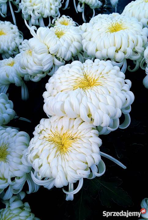 Chryzantemy szlachetne sterowane Zawichost